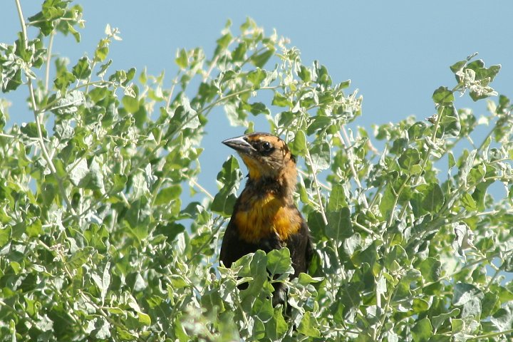 �L�K�V�����N�h�����h�L