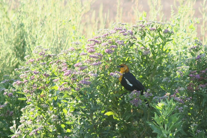 �L�K�V�����N�h�����h�L