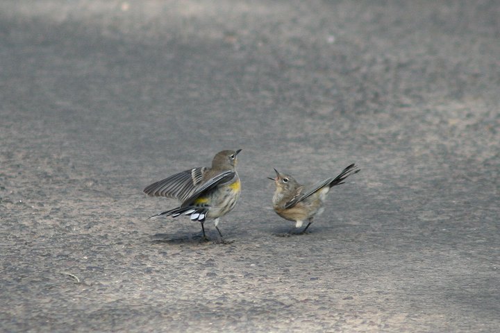 �L�d�^�A�����J���V�N�C