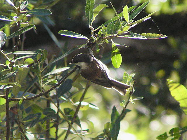 �N���C���R�K��