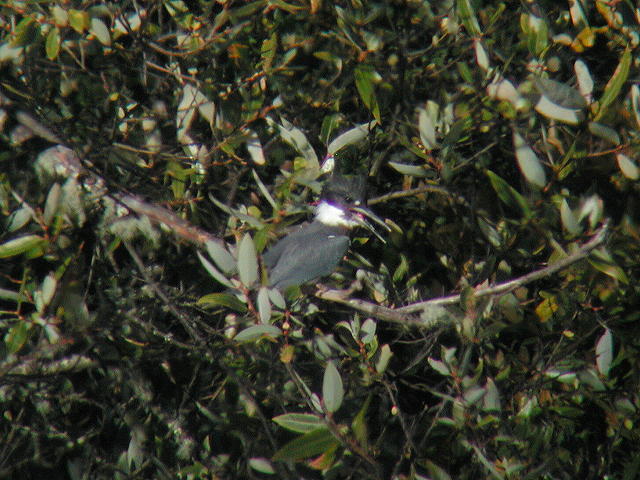 �A�����J���}�Z�~