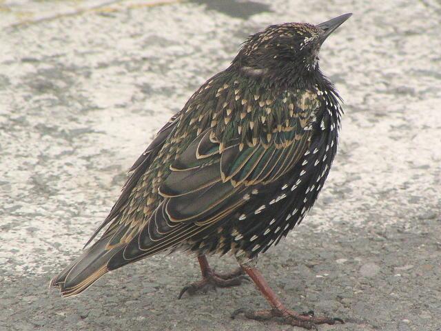 �z�V���N�h���̐���