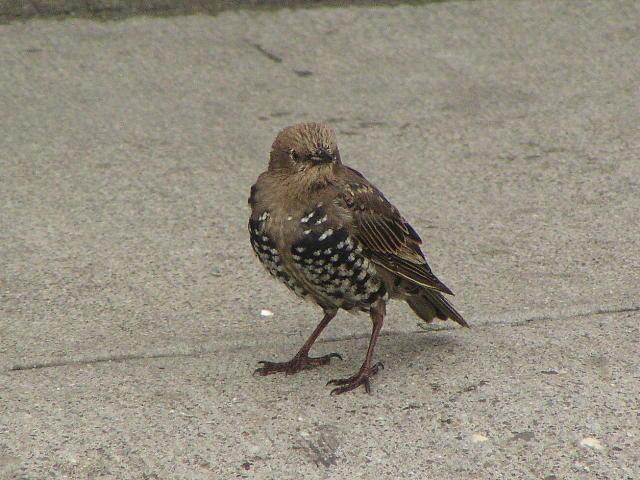 �z�V���N�h���̗c��