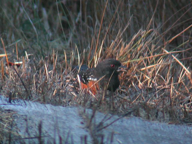 �z�V���L�A�J�g�E�q�`���E