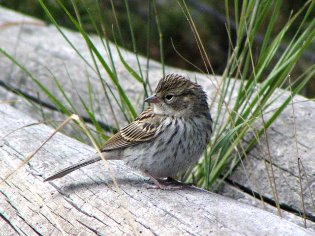 �T�o���i�V�g�h