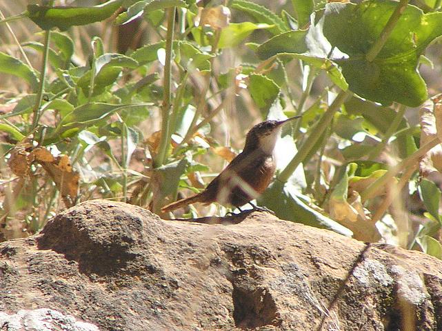 ���i�W���~�\�T�U�C