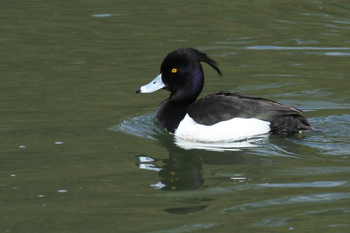 LNnẂ