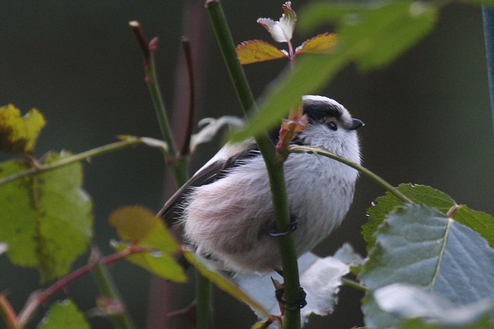 GiKi <I>europaeus</I> j
