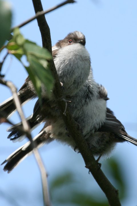 GiK̗c