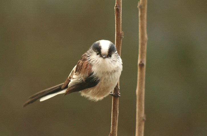 GiK